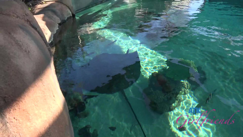 Image Of ATKGirlfriends 25 02 06 Violet Viper Aquarium 1 XXX 1080p MP4-WRB [XC]