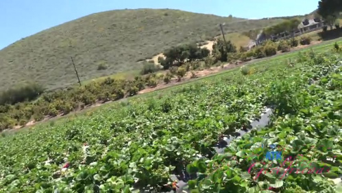 Image Of ATKGirlfriends 25 05 26 Selina Imai Farm Date 1 XXX 480p MP4-XXX [XC]